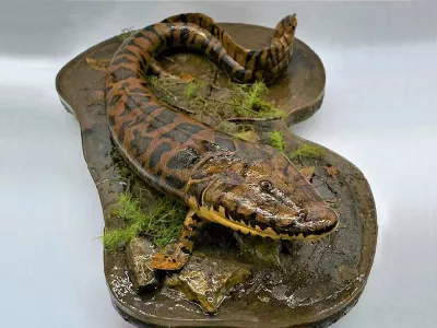 自然博物馆展品